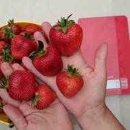 Саджанець Суниця садова Діамант